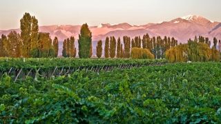 Chef Bob Waggoner Argentina Tour - Cavas Wine Vineyards